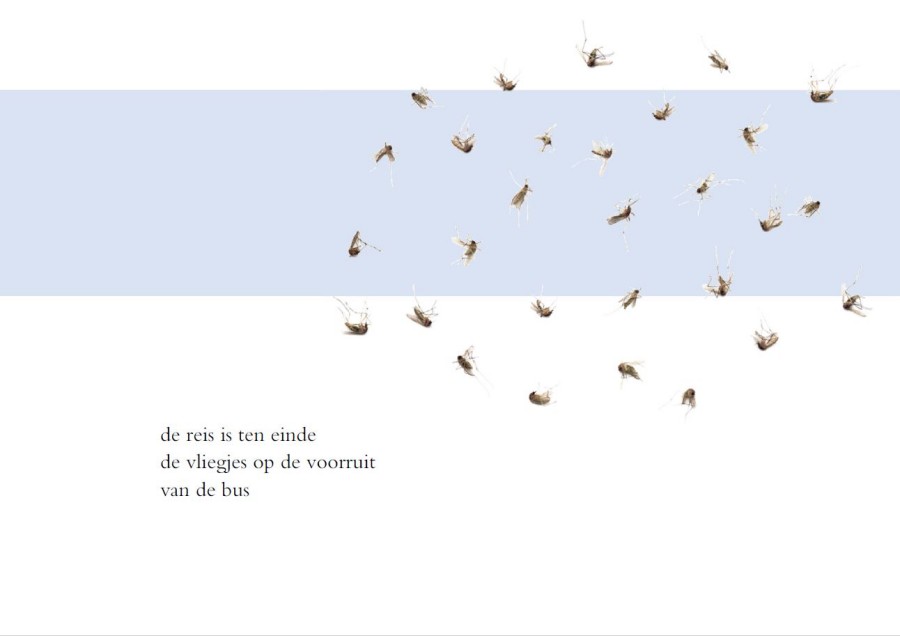 Vliegjes op de voorruit