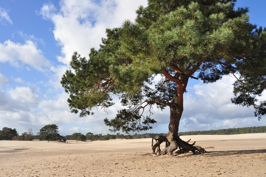 Soest - Lange duinen