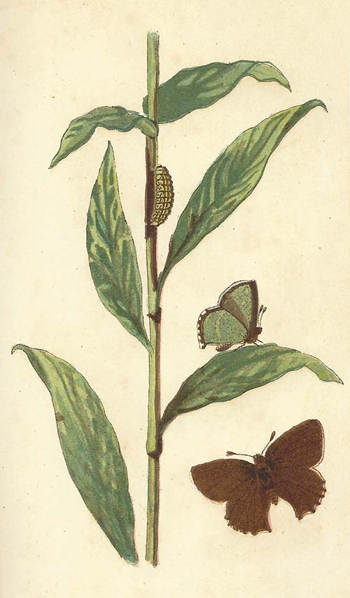 Groentje – Callophrys rubi