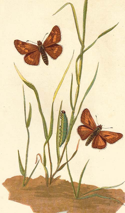 Groot dikkopje – Ochlodes sylvanus