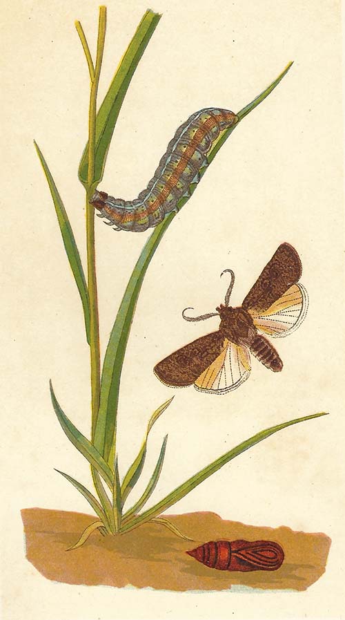 Gewone velduil – Agrotis segetum