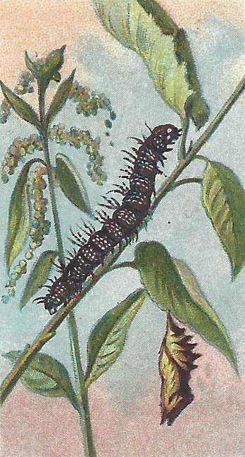 Rups van de Dagpauwoog