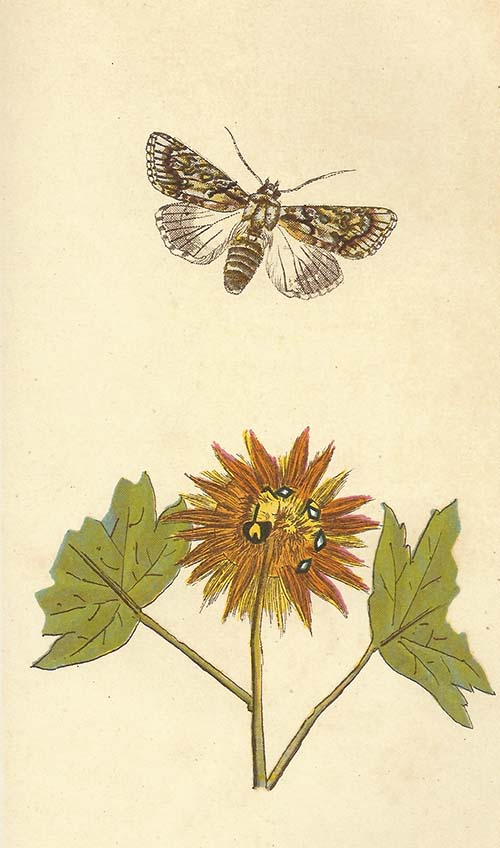 Bont Schaapje – Acronicta aceris