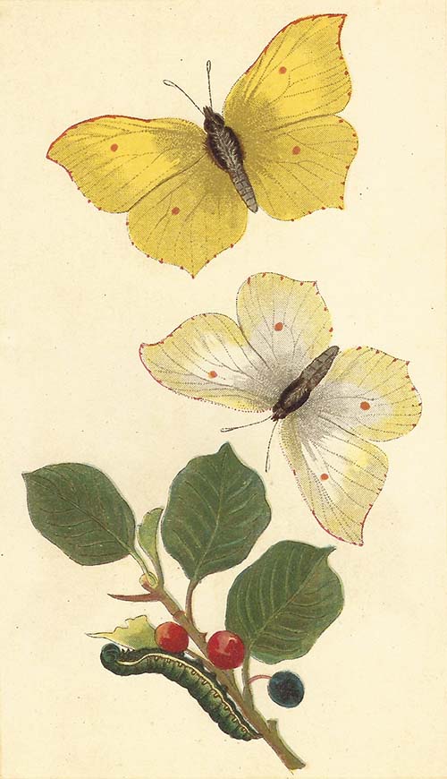 Citroenvlinder – Gonepteryx rhamni