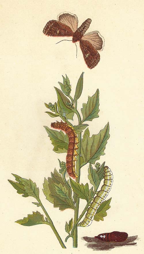 Groente-uil – Lacanobia oleracea