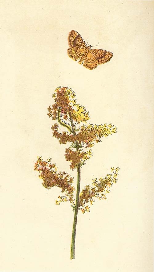 Gestreepte Goudspanner – Camptogramma bilineata