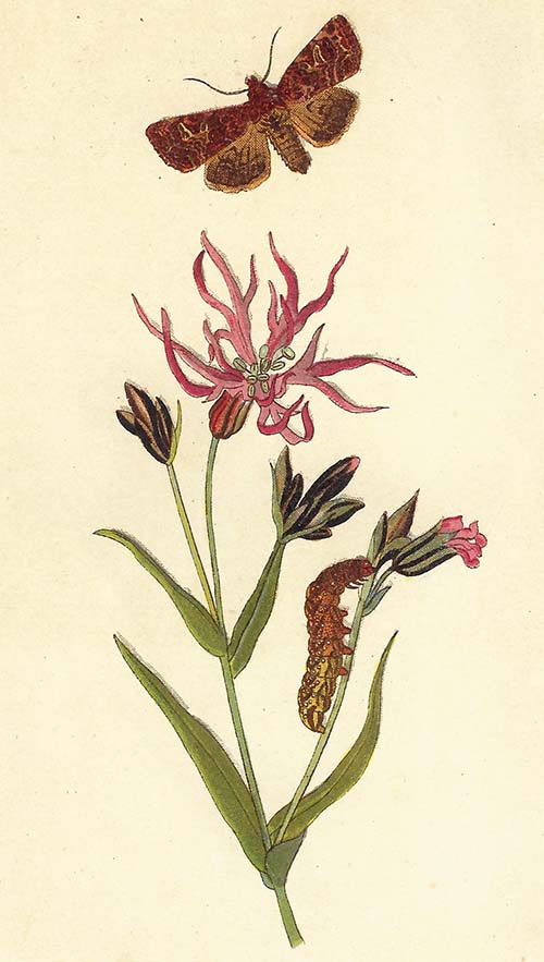 Gewone silene-uil – Sideridis rivularis