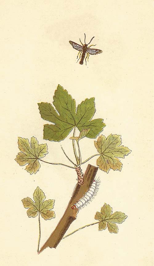 Bessenglasvlinder – Synanthedon tipuliformis