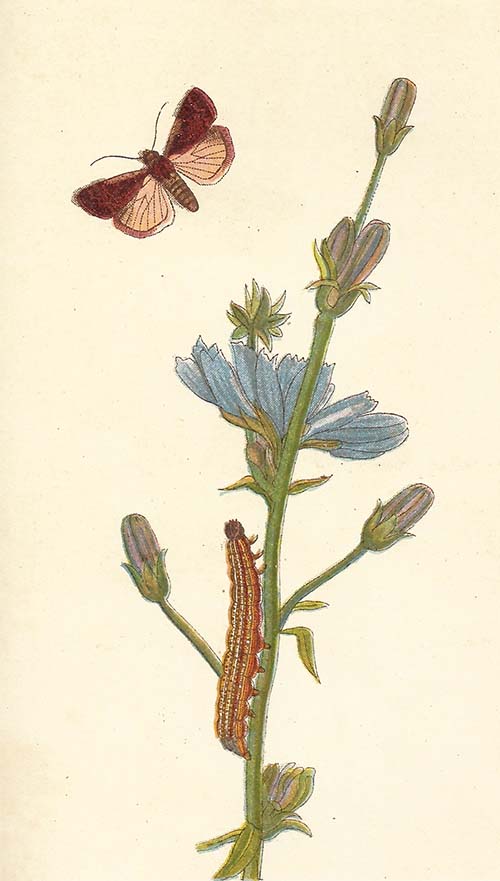 Haarbos – Ochropleura plecta
