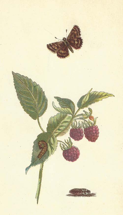 Aardbeivlinder – Pyrgus malvae
