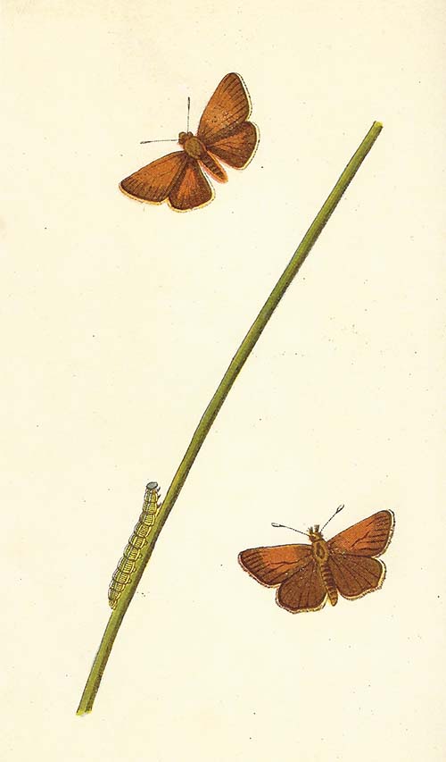 Geelsprietdikkopje – Thymelicus sylvestris