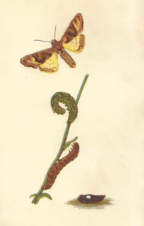 Agaatvlinder – Phlogophora meticulosa
