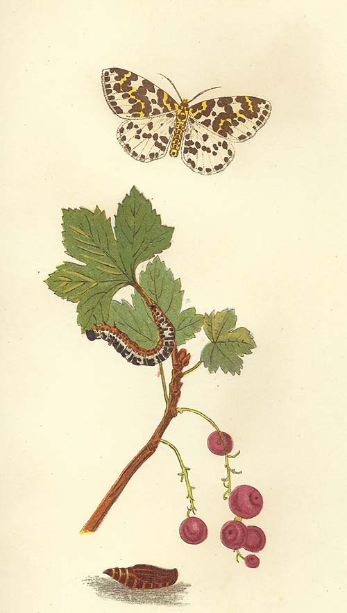 Bonte Bessenvlinder – Abraxas grossulariata