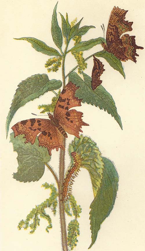 Gehakkelde aurelia – Polygonia c-album