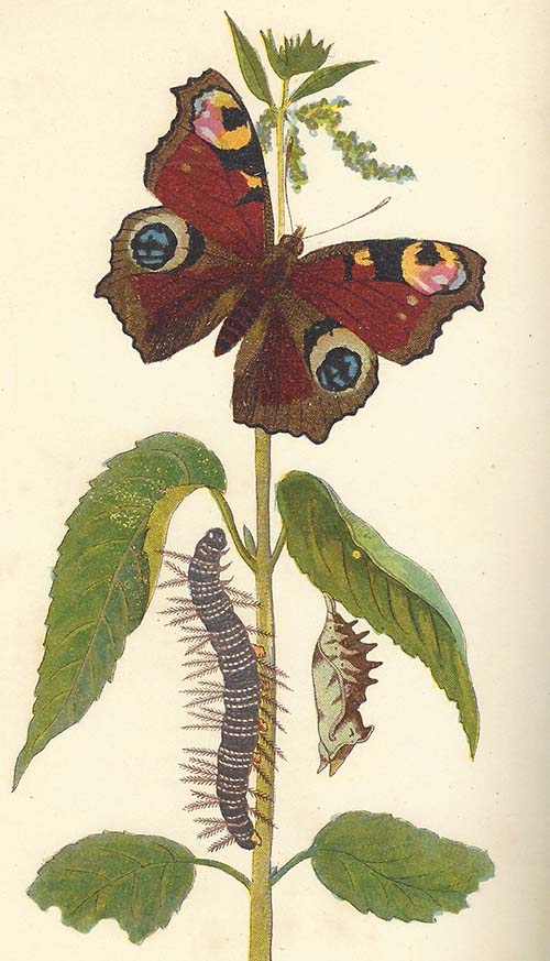 Dagpauwoog – Aglais io