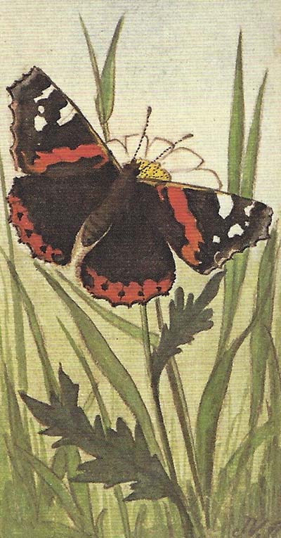 Atalanta – Vanessa atalanta