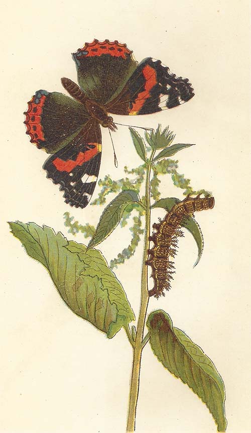 Atalanta – Vanessa atalanta