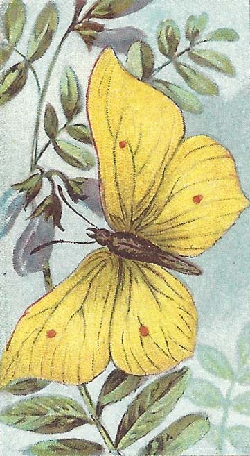 Citroenvlinder – Gonepteryx rhamni