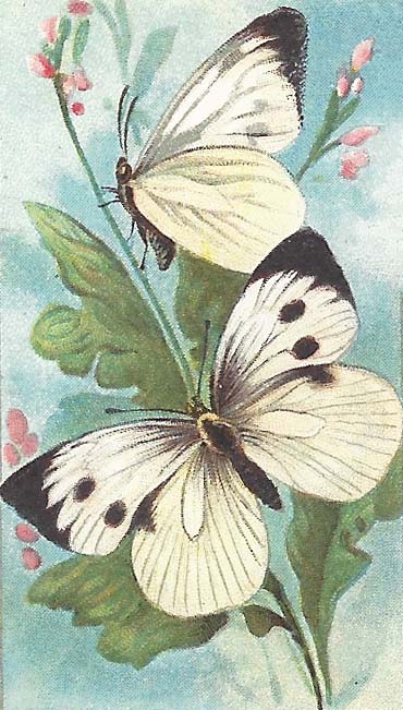 Groot Koolwitje – Pieris brassicae