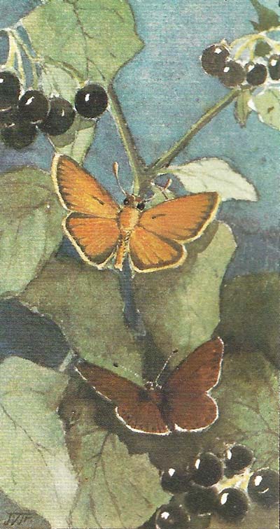 Geelsprietdikkopje – Thymelicus sylvestris