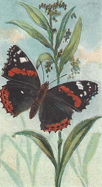 Atalanta – Vanessa atalanta