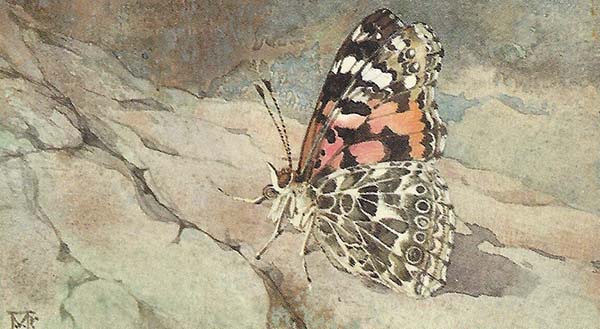 Distelvlinder – Vanessa cardui