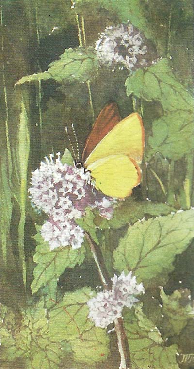 Groentje – Callophrys rubi