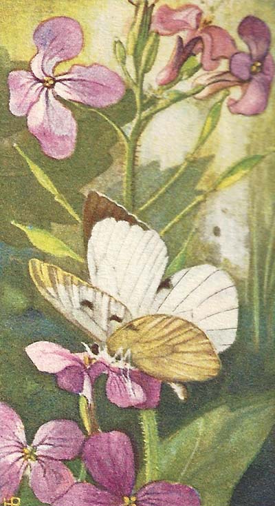 Groot Koolwitje – Pieris brassicae