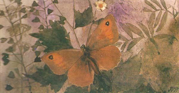 Bruin Zandoogje – Maniola jurtina