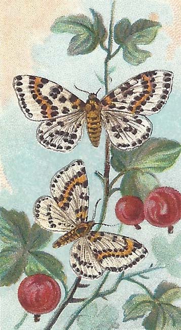 Bonte Bessenvlinder – Abraxas grossulariata