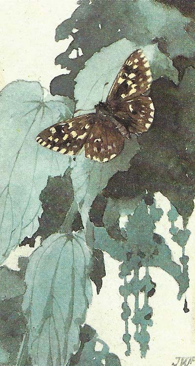 Aardbeivlinder – Pyrgus malvae