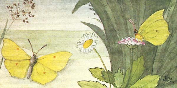 Citroenvlinder – Gonepteryx rhamni