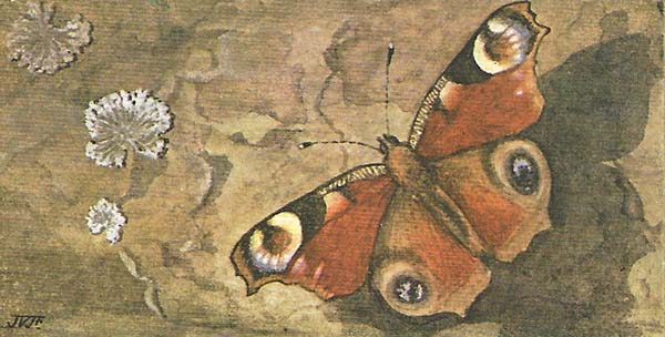 Dagpauwoog – Aglais io