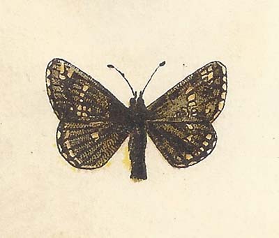 Aardbeivlinder – Pyrgus malvae