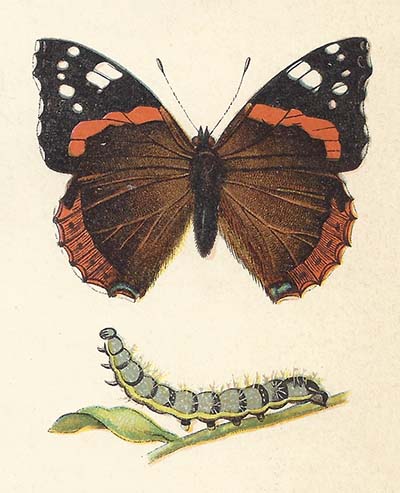Atalanta – Vanessa atalanta