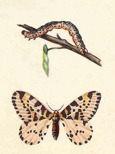 Bonte Bessenvlinder – Abraxas grossulariata