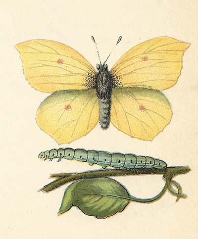Citroenvlinder – Gonepteryx rhamni