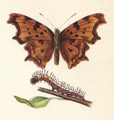 Gehakkelde aurelia – Polygonia c-album