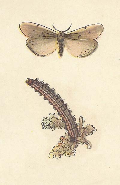 Gewone velduil – Agrotis segetum