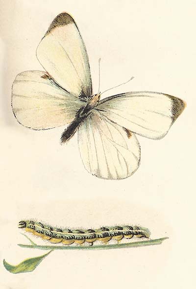 Groot Koolwitje – Pieris brassicae