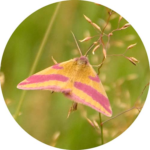 Zuringspanner - Lythria cruentaria