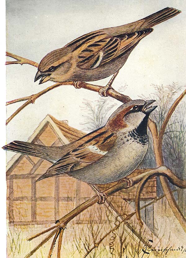 Huismus – Passer domesticus
