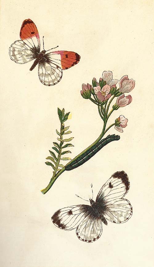 Oranjetipje – Anthocharis cardamines