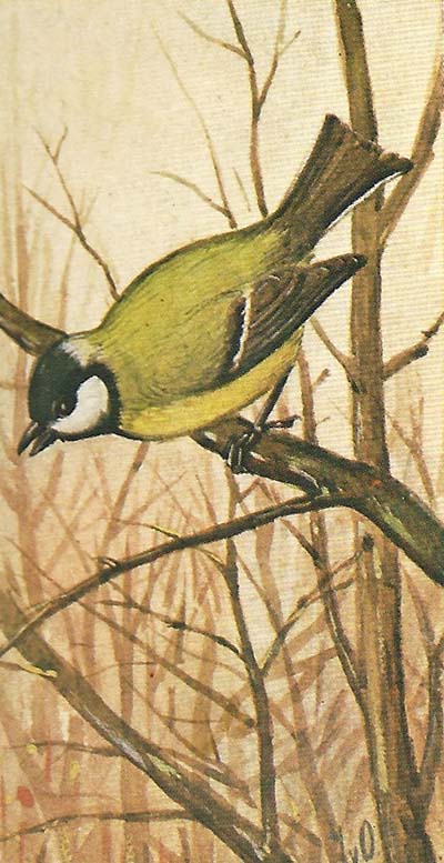 Koolmees – Parus major