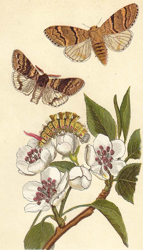Meriansborstel – Calliteara pudibunda