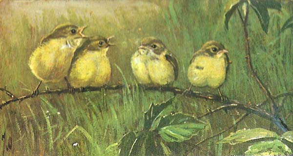 Fitis – Phyloscopus trochilus