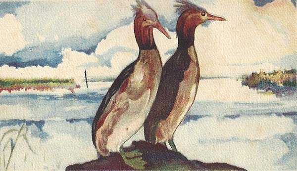 Fuut – Podiceps cristatus