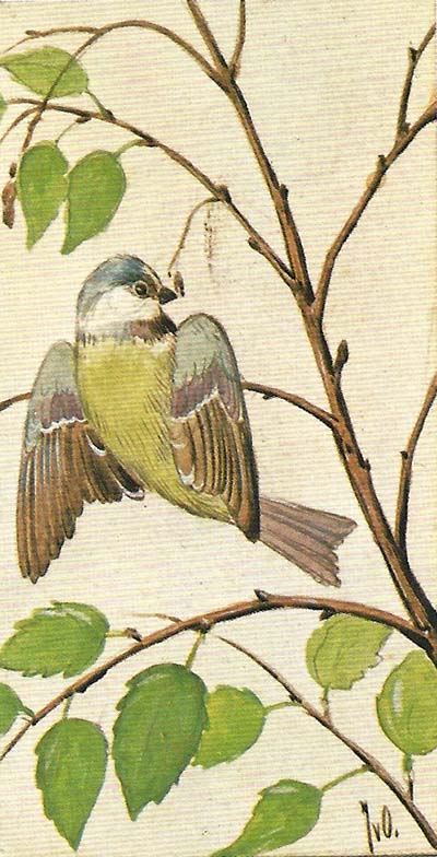 Pimpelmees – Cyanestes caeruleus