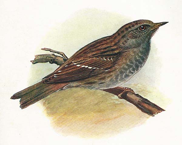 Heggenmus – Prunella modularis