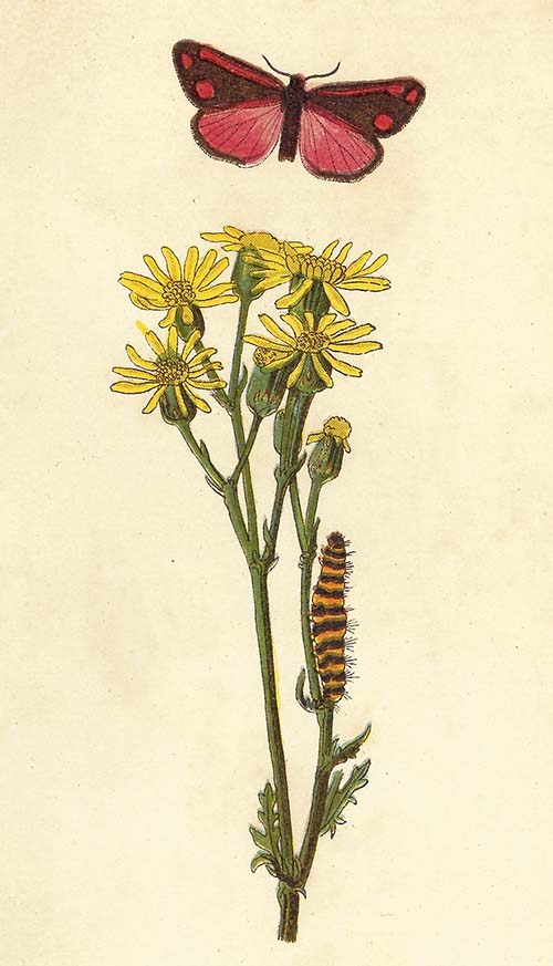 Sint-Jacobsvlinder – Tyria jacobaeae